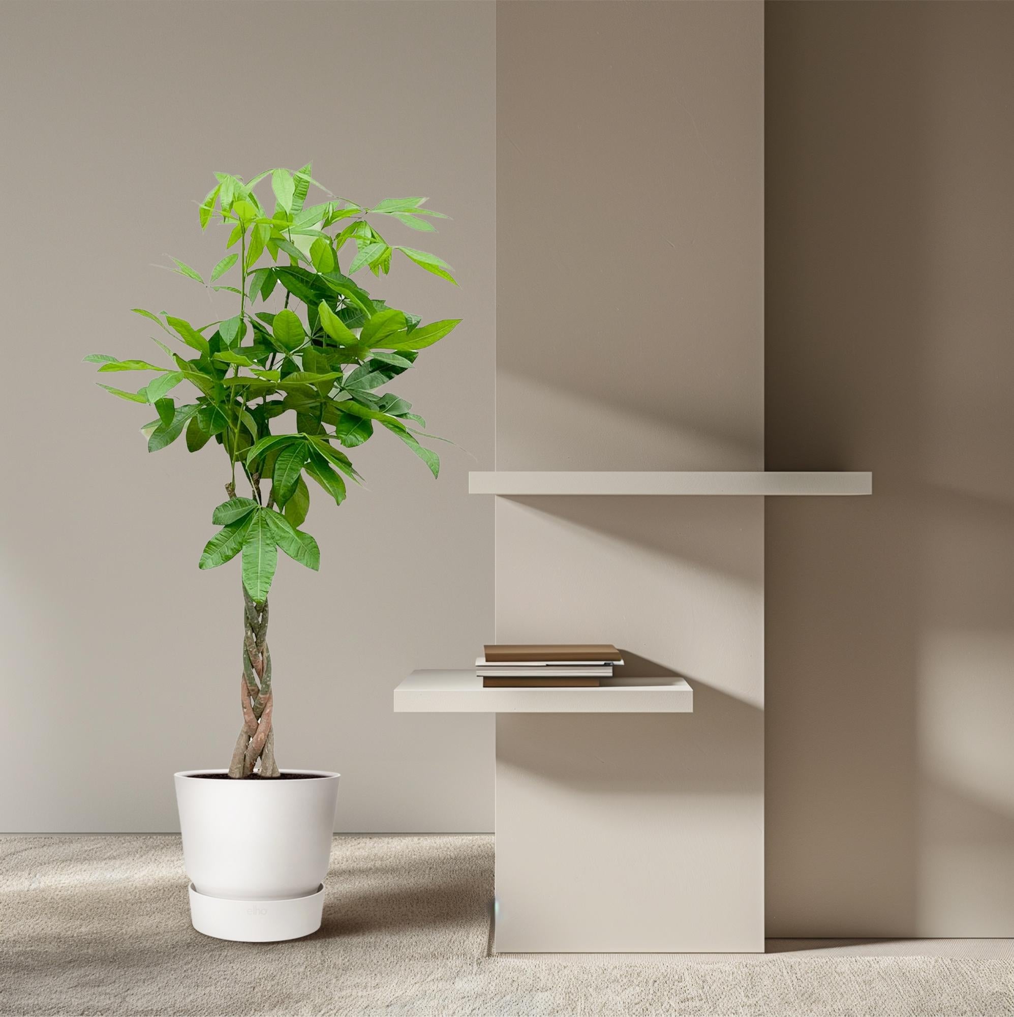 Pachira Aquatica - 150cm - ø24