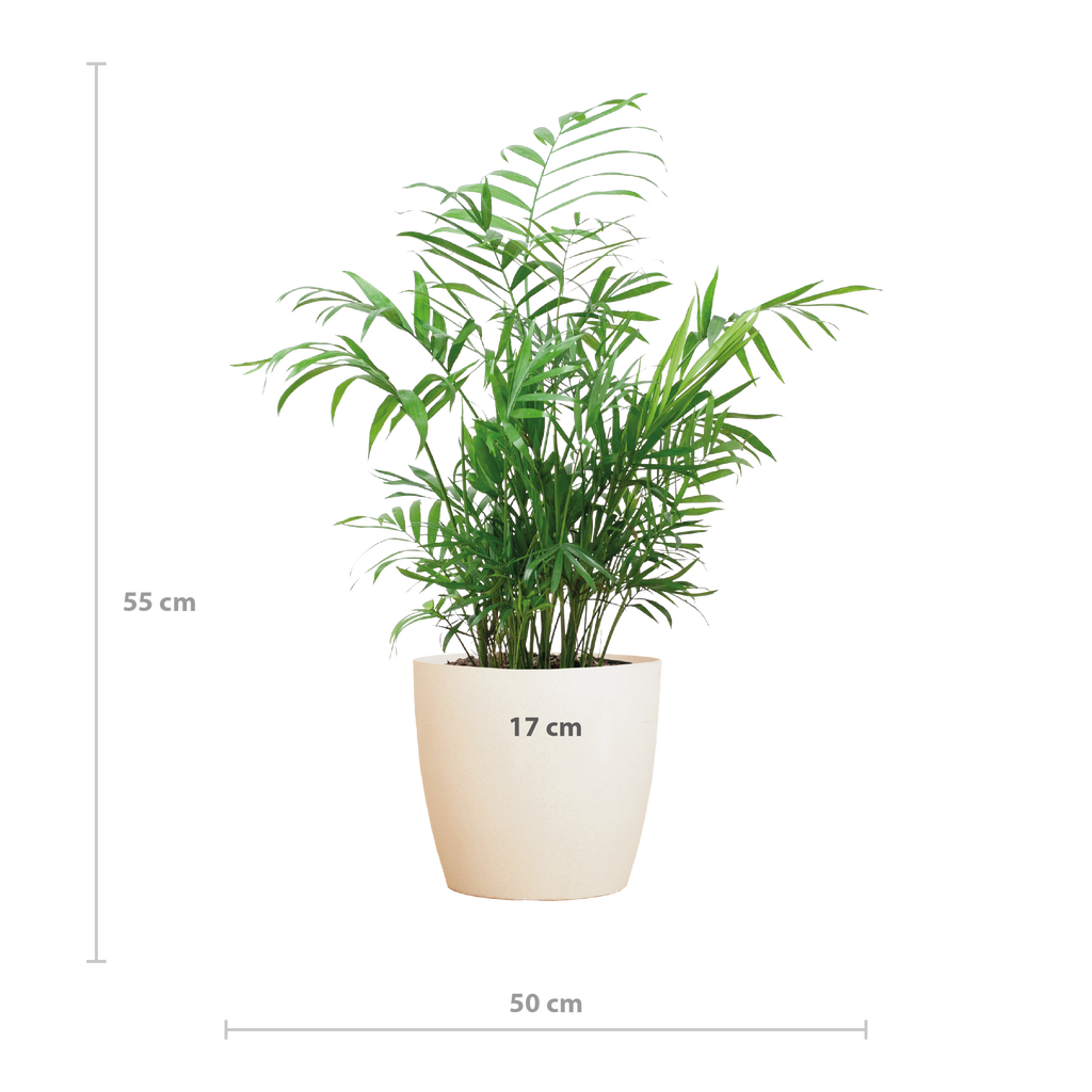 Chamadorea Elegans mit Viber weiß - 55cm - Ø17