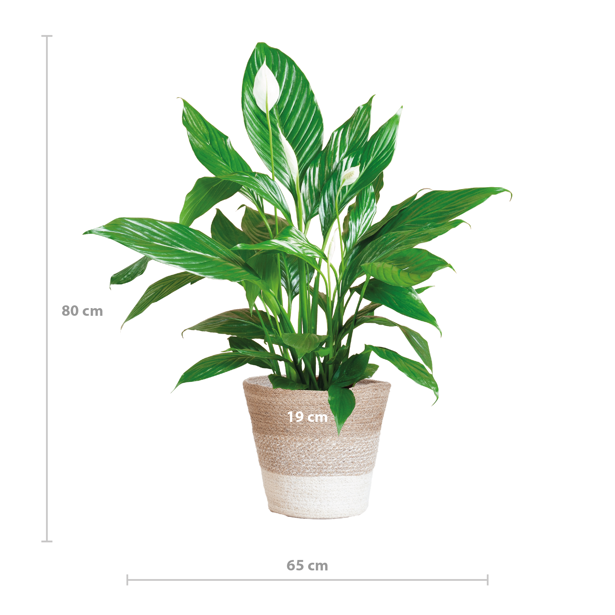 Spathiphyllum mit Korb Lissabon weiß - 80cm - Ø21