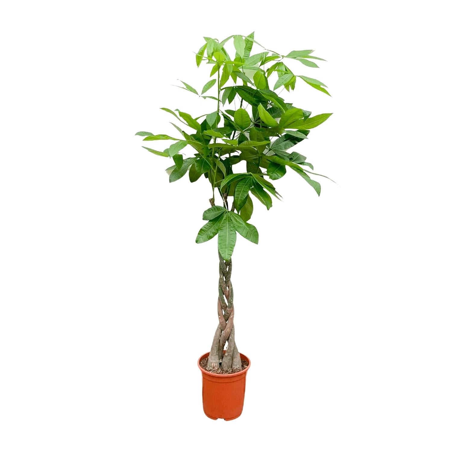Pachira Aquatica - 150cm - ø24