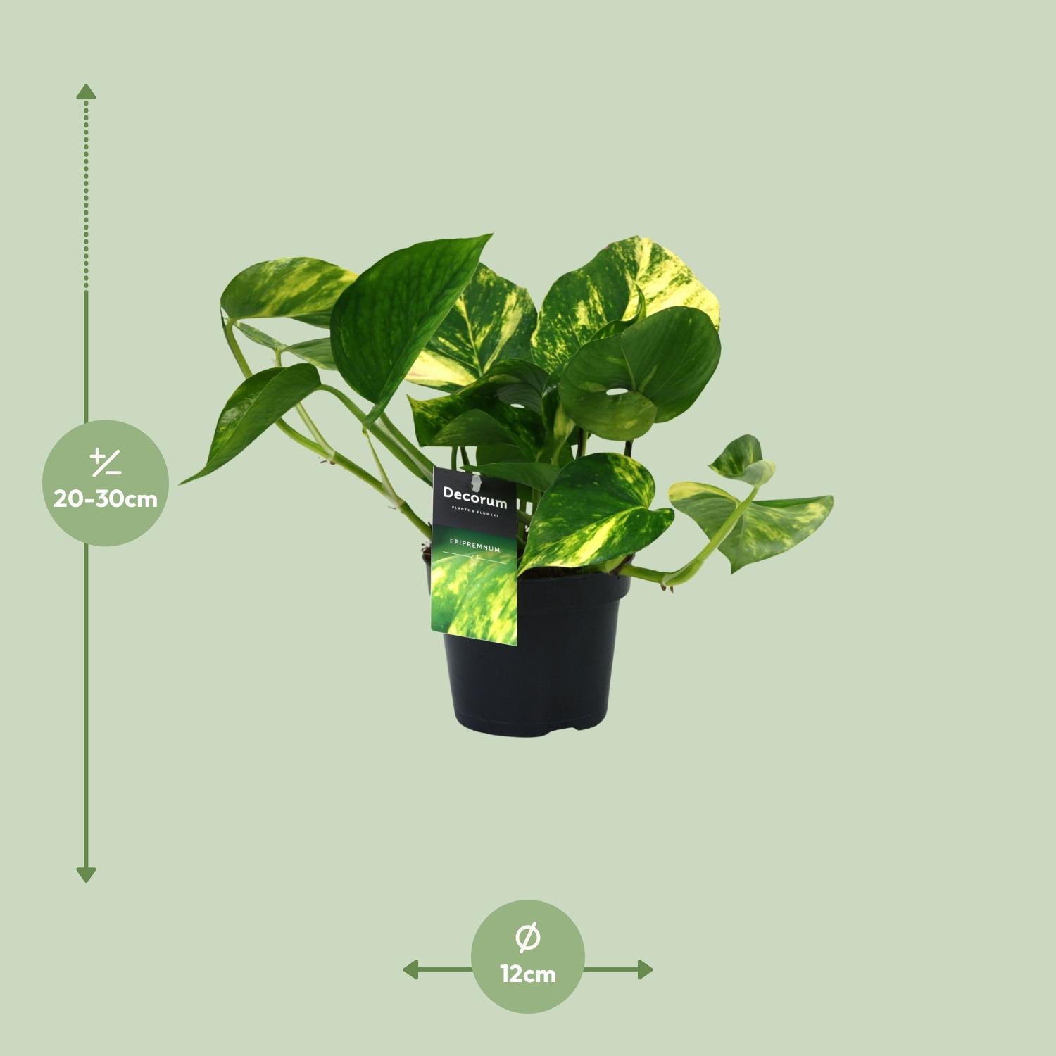 PROMO – Scindapsus Aureum (Efeutute) – Ø12 cm – ↕25 cm – Pflegeleichte Hängepflanze