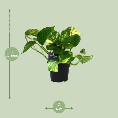 PROMO – Scindapsus Aureum (Efeutute) – Ø12 cm – ↕25 cm – Pflegeleichte Hängepflanze