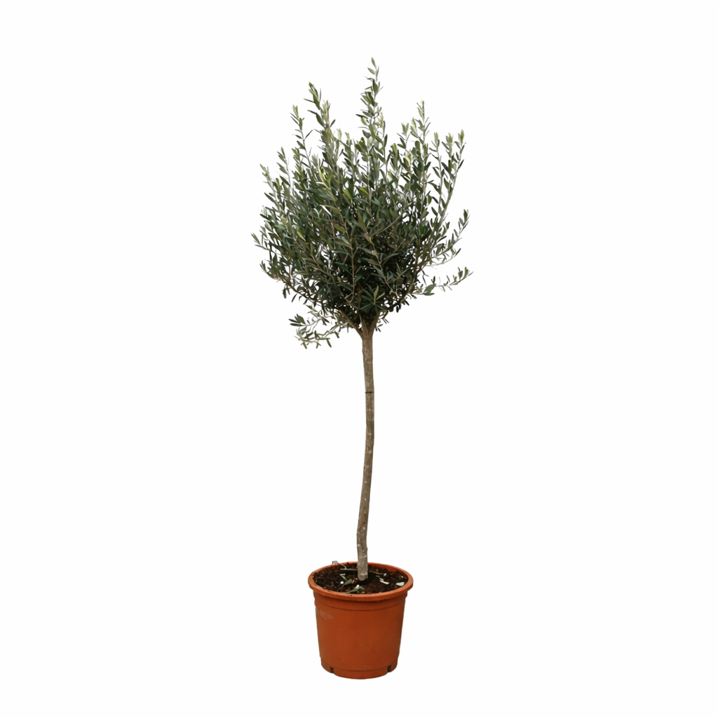 Europaea auf Stamm – Olivenbaum – Ø24 cm – ↕160 cm – Mediterrane Pflanze