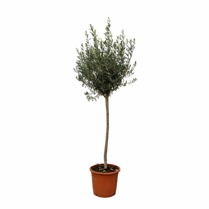 Europaea auf Stamm – Olivenbaum – Ø24 cm – ↕160 cm – Mediterrane Pflanze