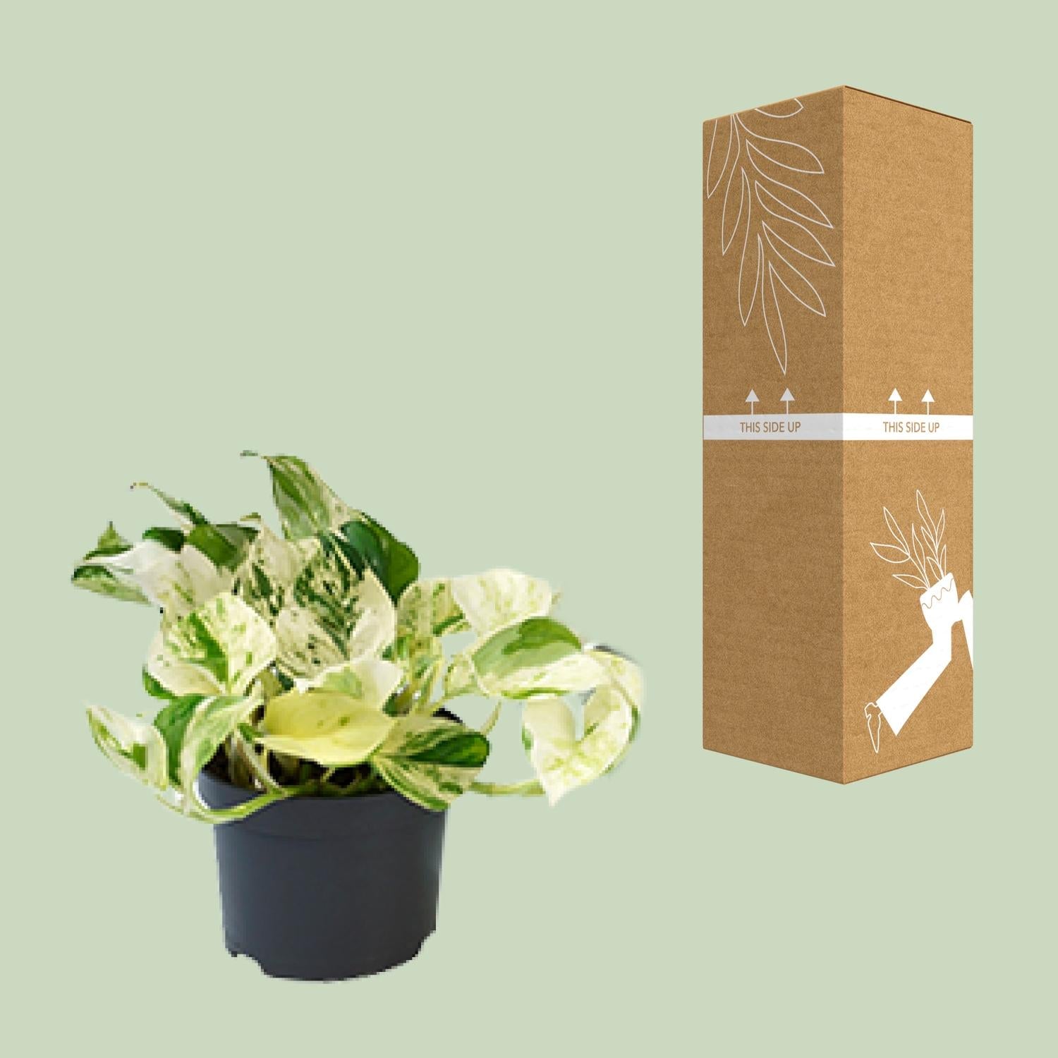 PROMO – Epipremnum ‘Happy Leaf’ (Scindapsus / Marble Queen) – Ø12 cm – ↕15 cm – Hängepflanze
