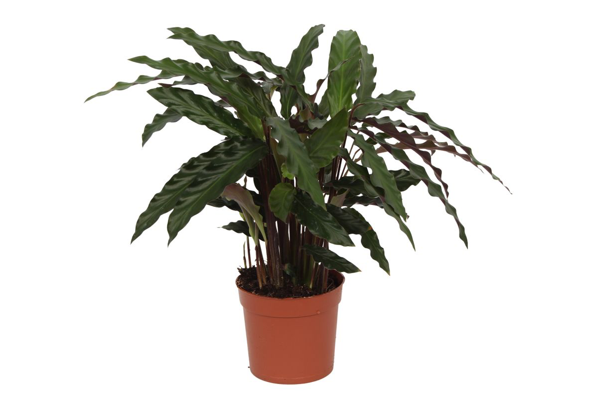 Calathea Elgergrass – Exklusive, haustierfreundliche Zimmerpflanze Ø17cm - ↕70cm
