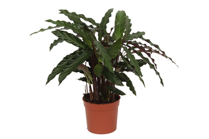 Calathea Elgergrass – Exklusive, haustierfreundliche Zimmerpflanze Ø17cm - ↕70cm