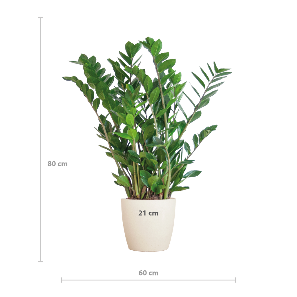 Zamioculcas Zamiifolia mit Viber Weiß  - 80cm - Ø21