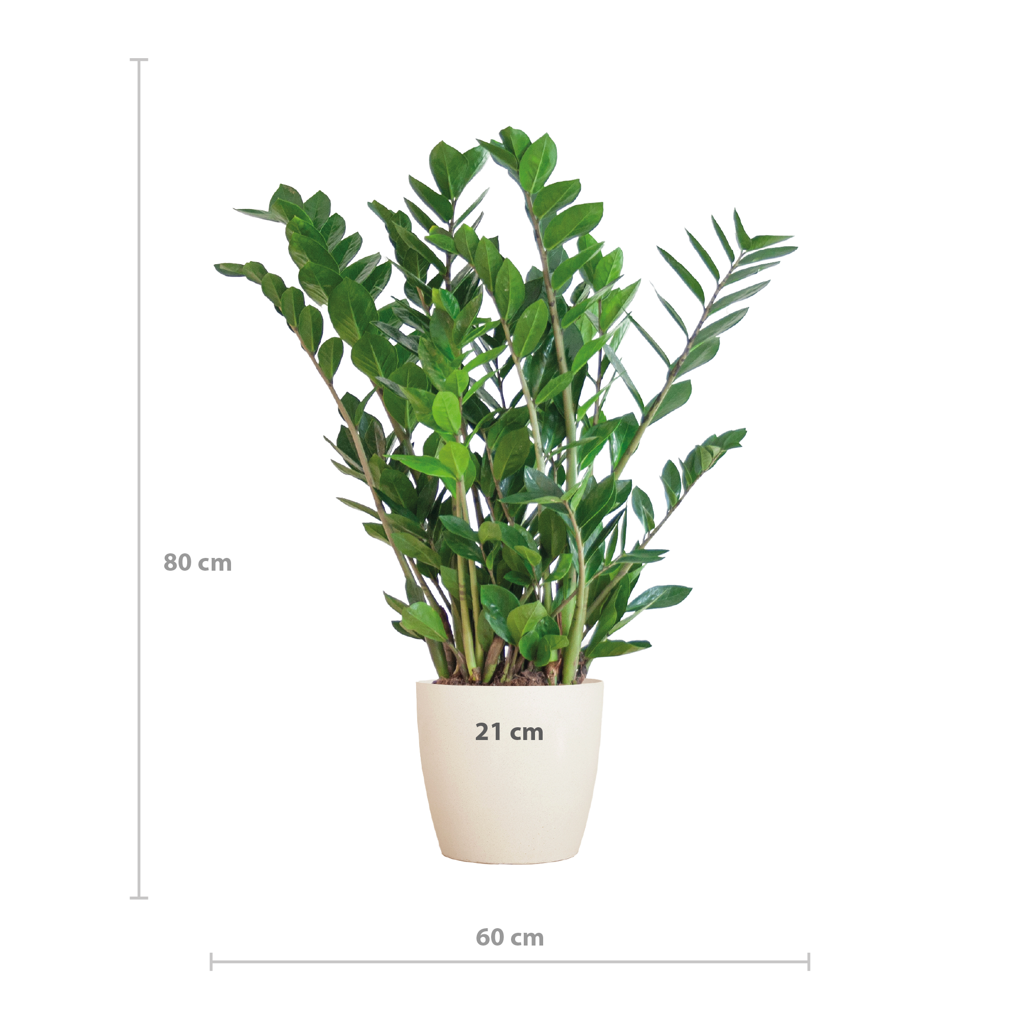 Zamioculcas Zamiifolia mit Viber Weiß  - 80cm - Ø21