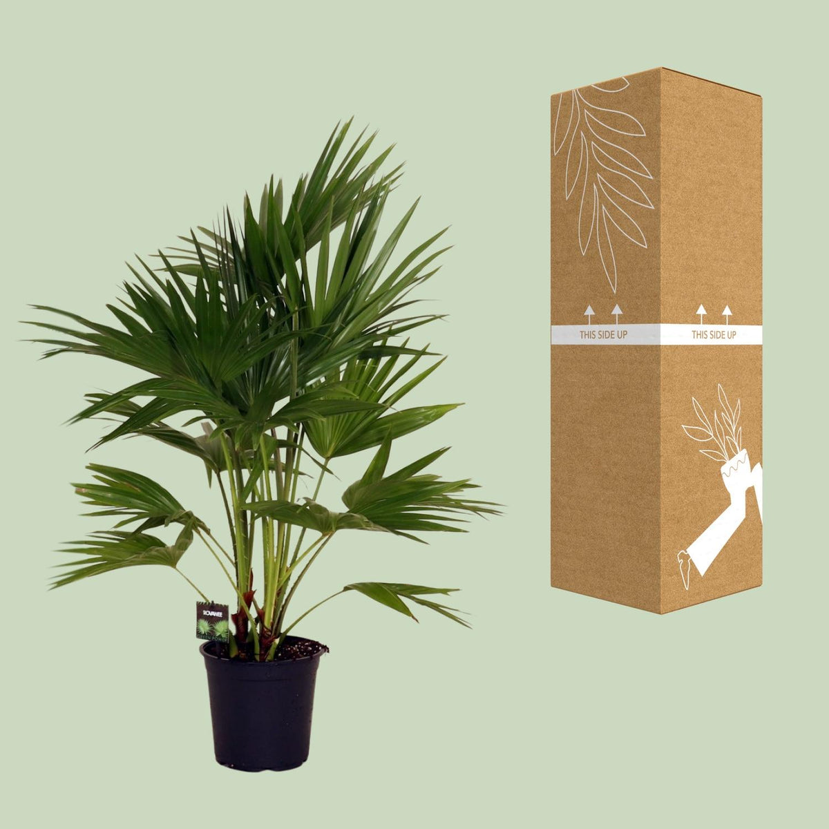 Livistona Chinensis – Schirmpalme – Ø24 cm – ↕100 cm – Elegante Zimmer- &amp; Gartenpflanze