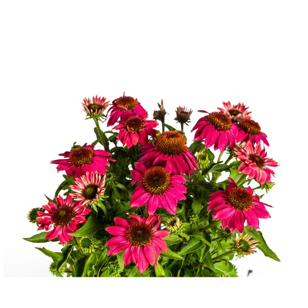 Echinacea purpurea Purple Ø19cm - ↕60 - 70cm