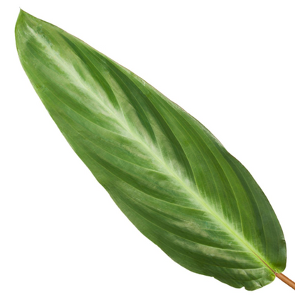 Calathea Stripestar – Exklusive Zimmerpflanze mit gestreiftem Blattmuster Ø12cm - ↕40cm
