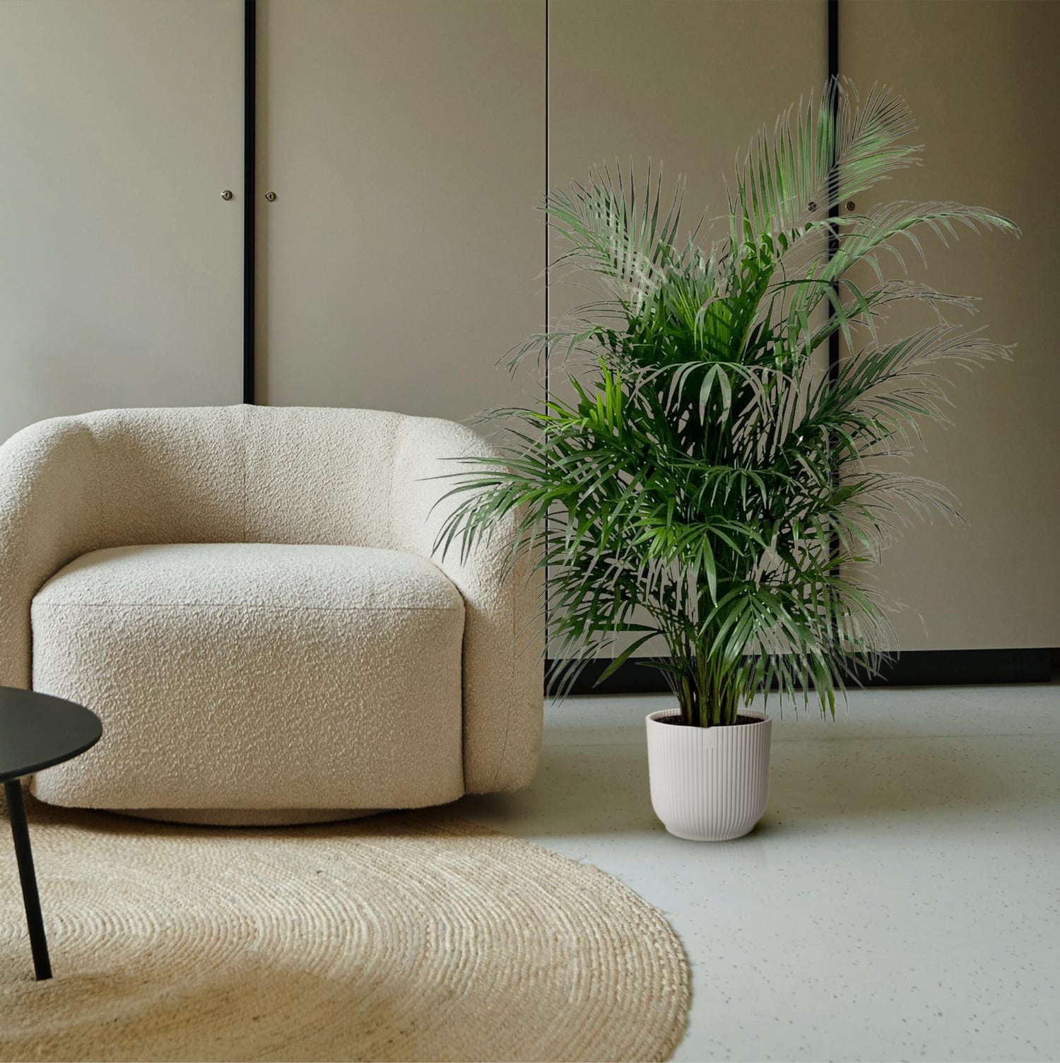 Dypsis Areca Lutescens (Areca-Palme / Goldfruchtpalme) 150 cm - ø24