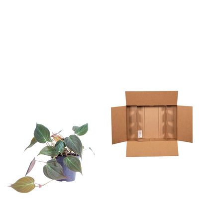 Philodendron scandens &