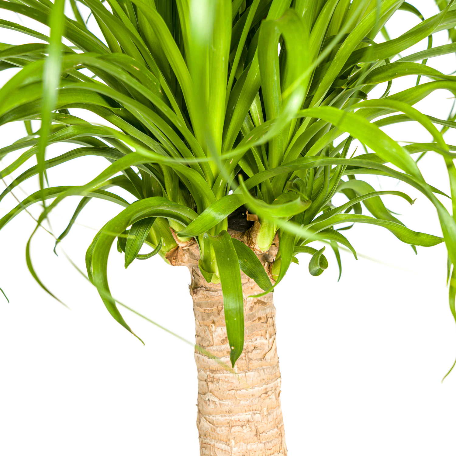 Beaucarnea Recurvata am Stamm – Exklusive Zimmerpflanze mit dekorativem Stamm Ø21cm - ↕60 - 80cm