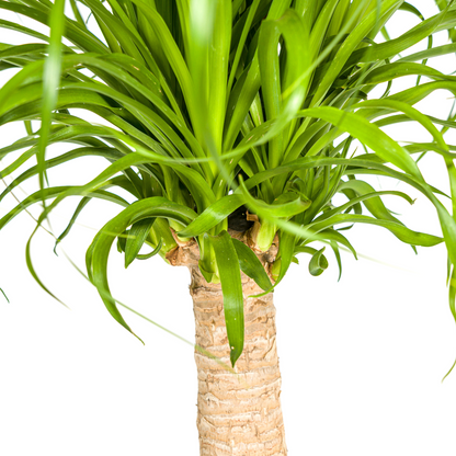 Beaucarnea Recurvata am Stamm – Exklusive Zimmerpflanze mit dekorativem Stamm Ø21cm - ↕60 - 80cm