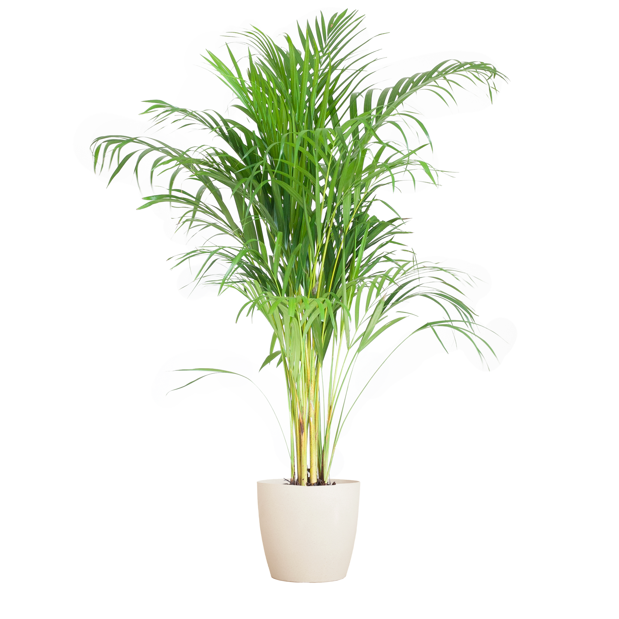 Areca Palm (Dypsis) mit Viber Weiß - 100cm - Ø21