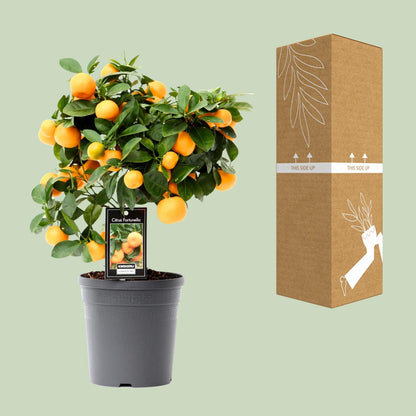 Citrus Calamondin – Zitronenbaum – Ø15 cm – ↕30 - 40 cm – Mediterrane Zitruspflanze