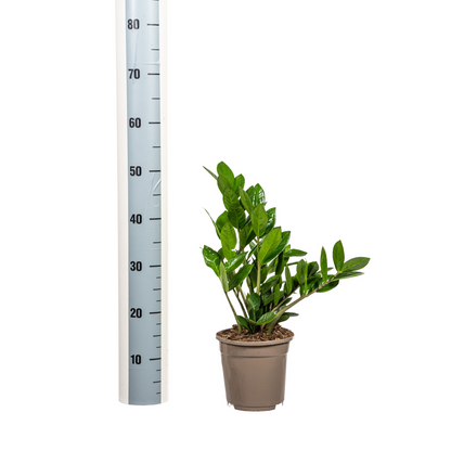 Zamioculcas Zamiifolia – Stilvolle, kleine pflegeleichte Zimmerpflanze Ø17cm - ↕40cm