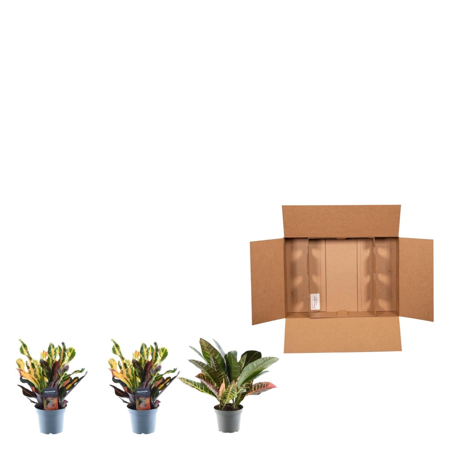 3x Croton Codiaeum Mix – Bunte, tropische Zimmerpflanzen ø12cm - ↕30cm