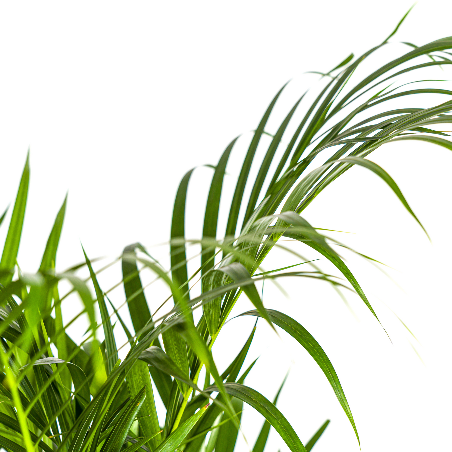Dypsis Areca Lutescens (Areca-Palme / Goldfruchtpalme) Ø21cm - ↕100 - 120cm