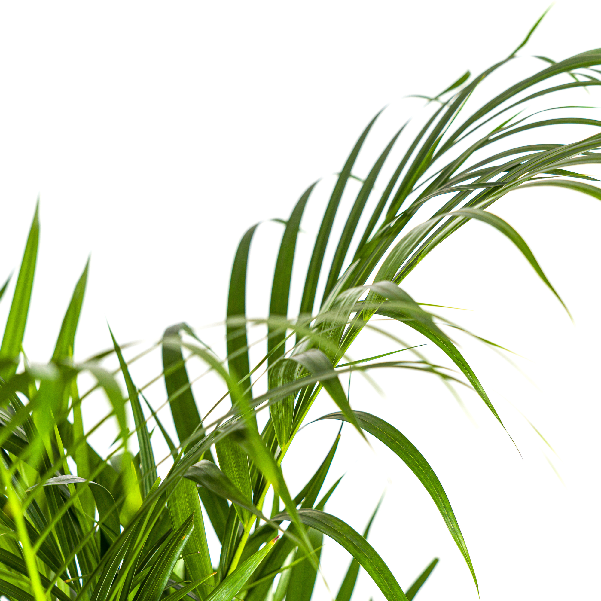 Dypsis Areca Lutescens (Areca-Palme / Goldfruchtpalme) Ø21cm - ↕100 - 120cm