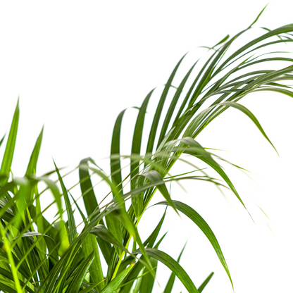 Dypsis Areca Lutescens (Areca-Palme / Goldfruchtpalme) Ø21cm - ↕100 - 120cm