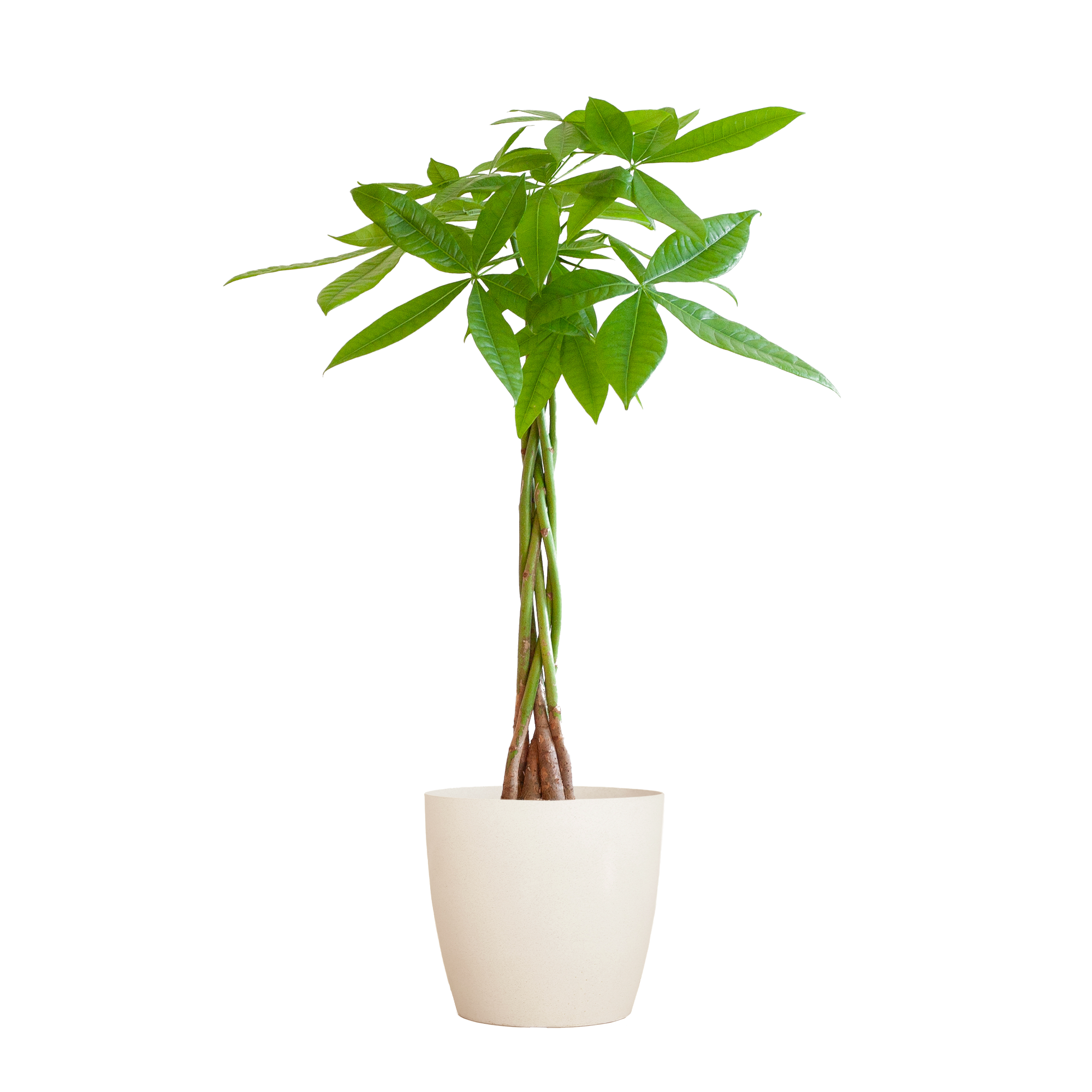 Pachira Aquatica mit Viber Weiß - 80cm - Ø21