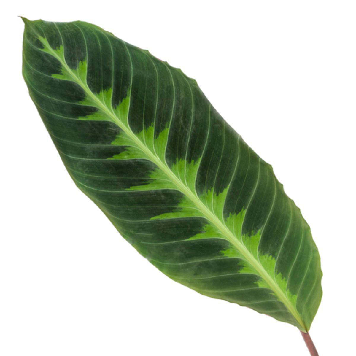 Calathea Warscewiczii – Exklusive Korbmarante mit samtigen Blättern Ø21cm - ↕100cm