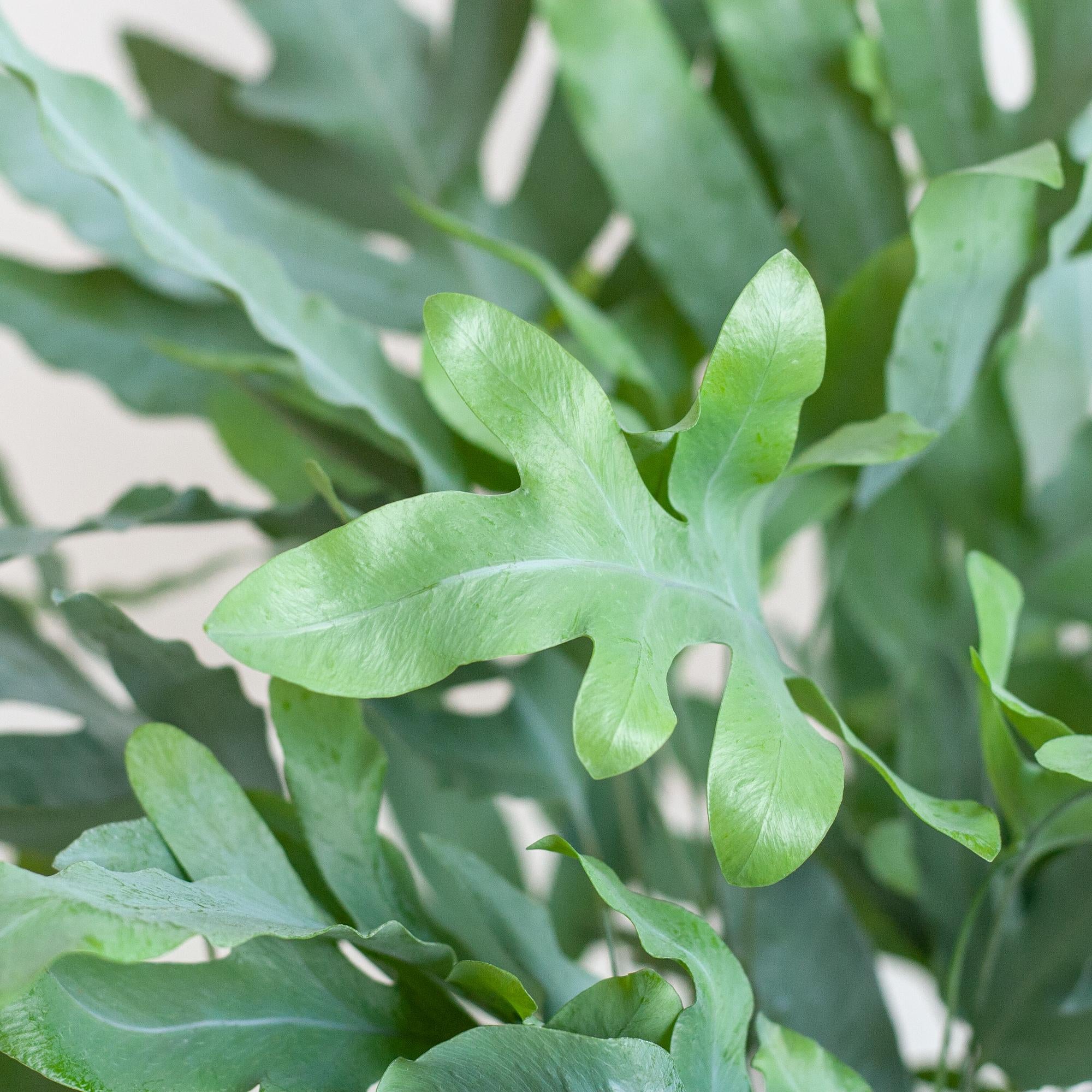 Phlebodium Aureum 'Blue Star' mit Korb Lissabon weiß - 40cm - Ø17