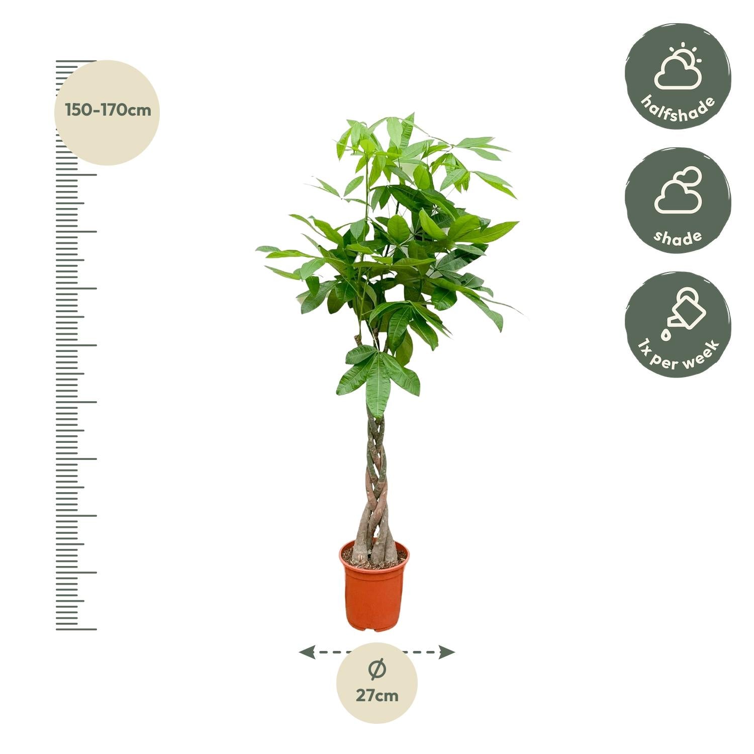 Pachira Aquatica - 150cm - ø24
