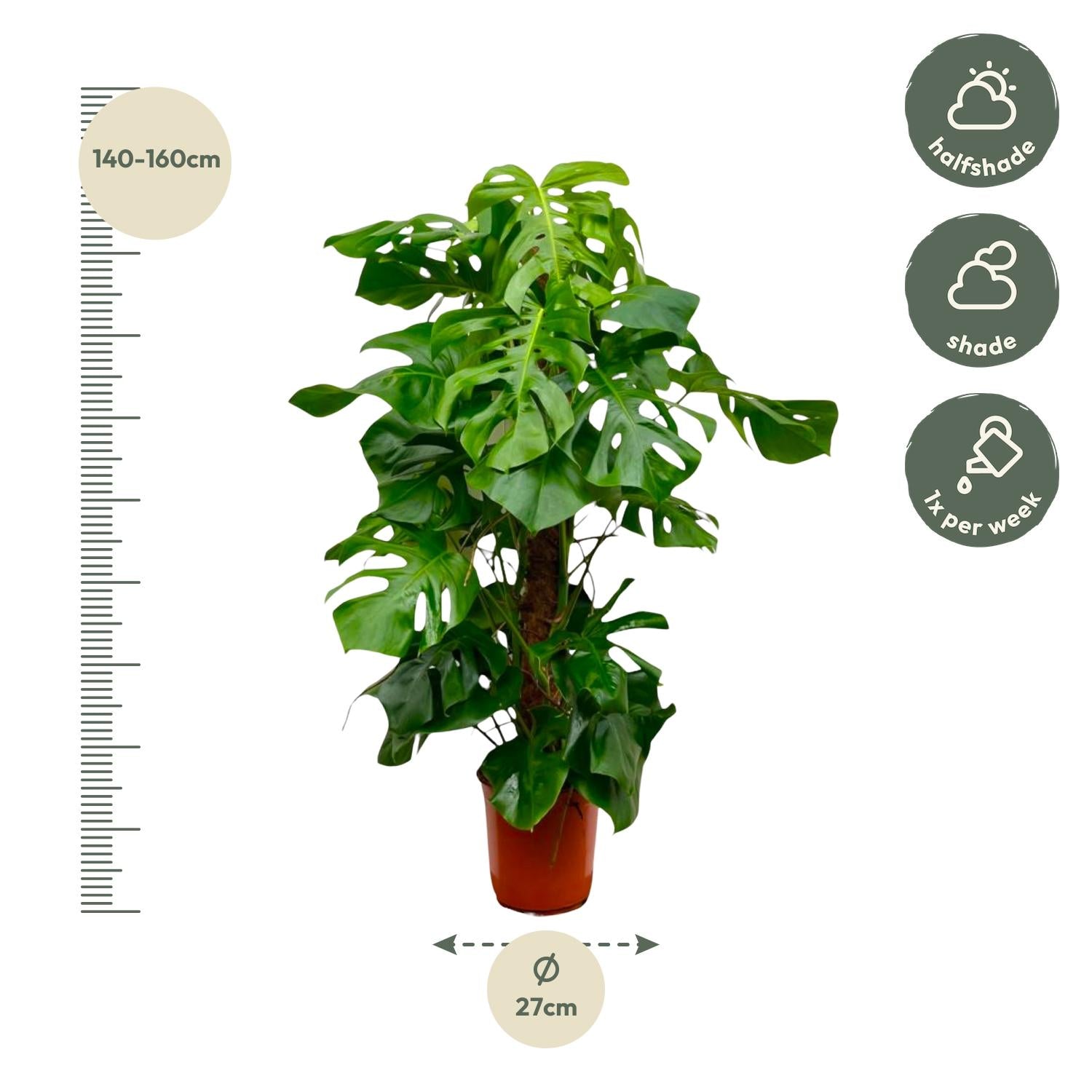 Monstera Deliciosa XXL – Große, exotische Zimmerpflanze ø27 - ↕150cm