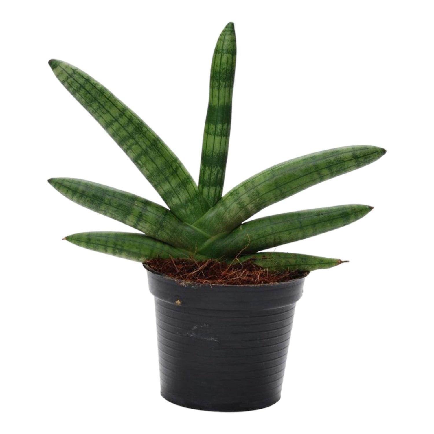 Sansevieria Skyline – Moderne, pflegeleichte Zimmerpflanze - ø10,5 - ↕25 cm