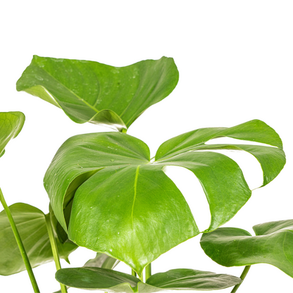 Monstera Deliciosa Tauerii – Exklusive Fensterblatt Zimmerpflanze ø17 - ↕50 - 70cm