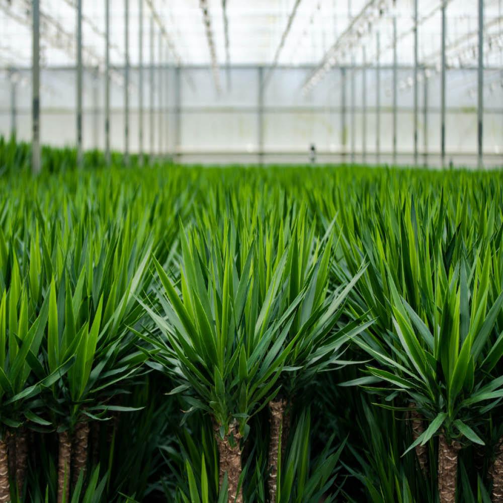 Doppelpack Yucca Palme Elephantipes – Vorteilspreis für stilvolle Zimmerpflanzen Ø17cm - ↕90cm