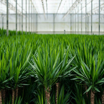 Doppelpack Yucca Palme Elephantipes – Vorteilspreis für stilvolle Zimmerpflanzen Ø17cm - ↕90cm