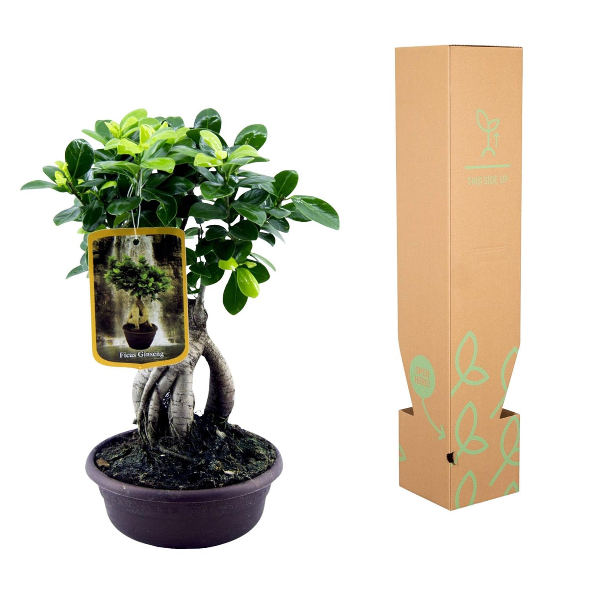 Ficus Microcarpa Ginseng – Exklusive Bonsai Zimmerpflanze ø17cm - ↕30cm
