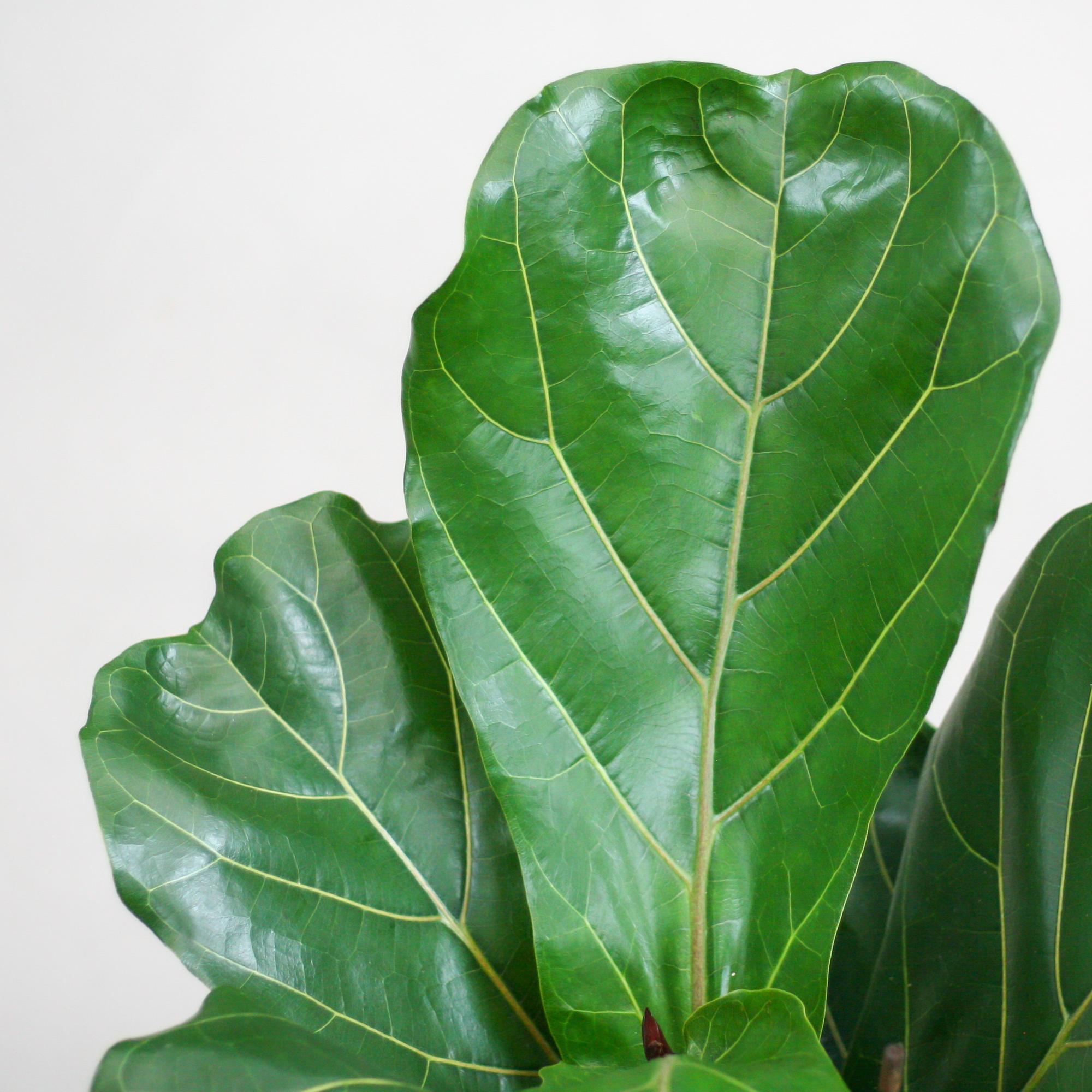 Ficus Lyrata mit Viber-Topf weiß – 80 cm – Ø21