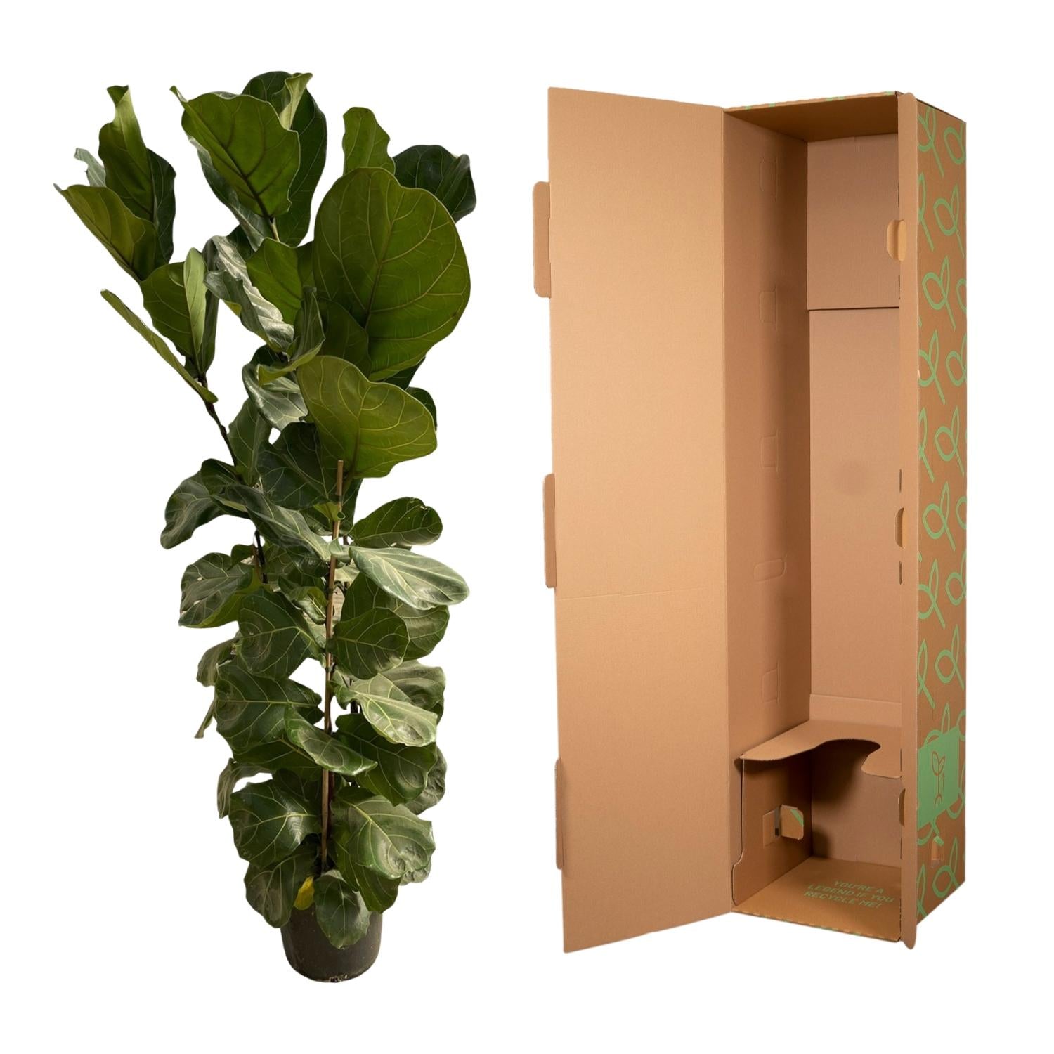 Ficus Lyrata struik - 180 cm - Ø35
