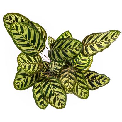 PROMO – Calathea Makoyana – Pfauenpflanze – Ø17 cm – ↕40–50 cm – Tropische Zimmerpflanze