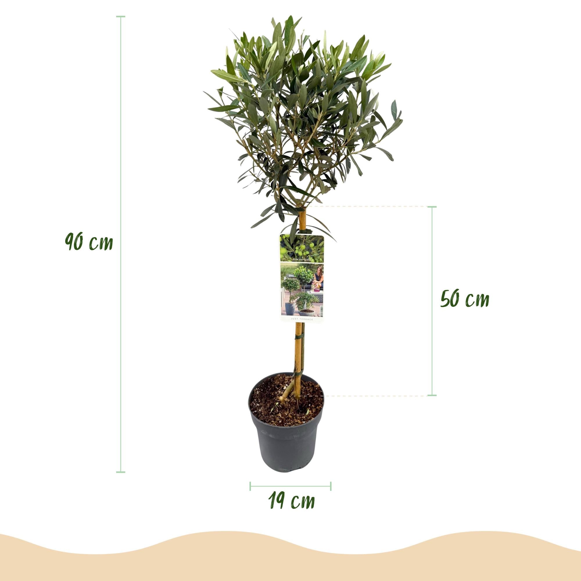 Europaea auf Stamm – Olivenbaum – Ø19 cm – ↕90 cm – Mediterrane Pflanze