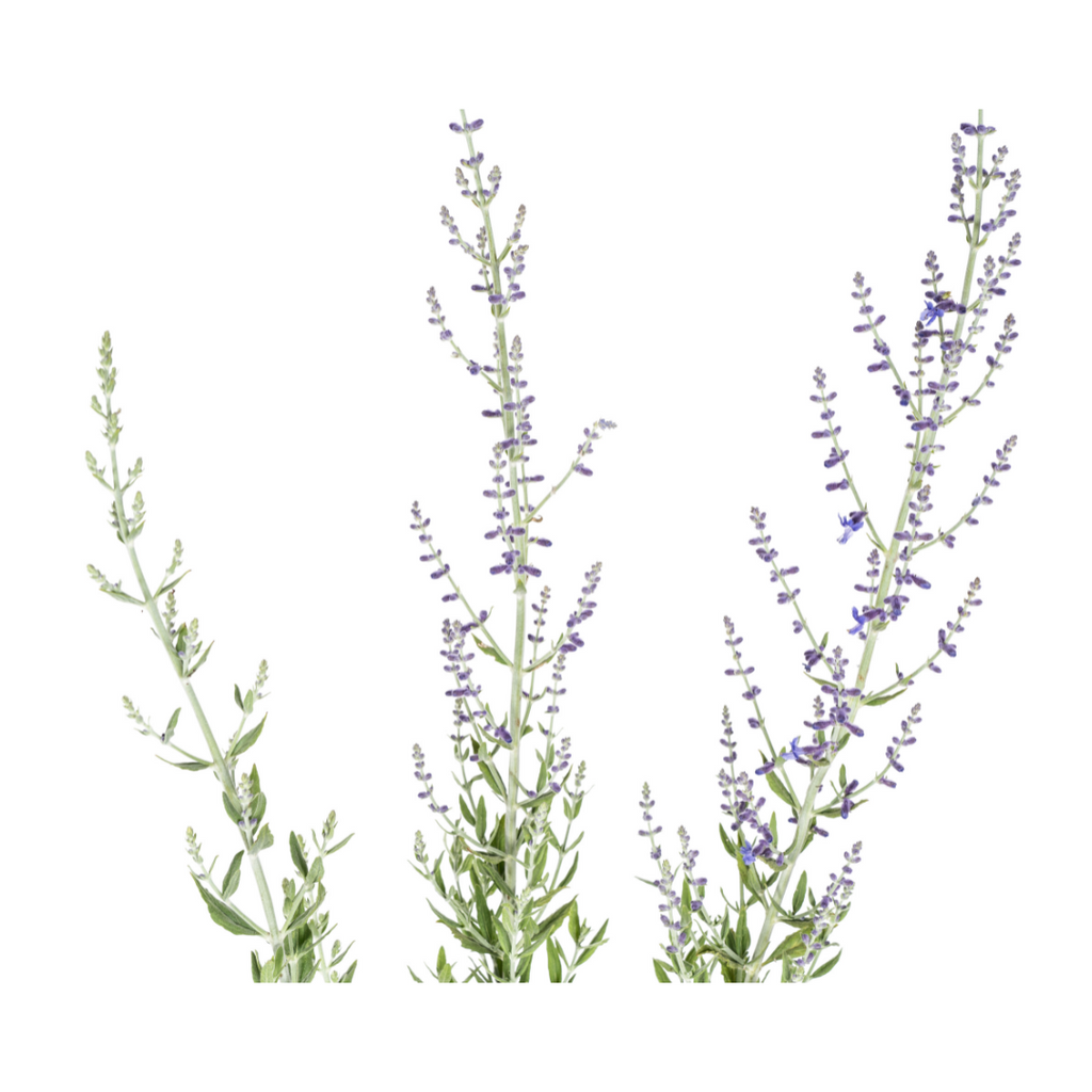 Perovskia atriplicifolia Ø19cm - ↕50 - 60cm