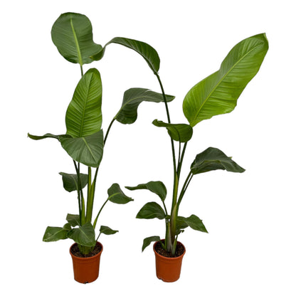 2x Strelitzia Nicolai – Exotische Zimmerpflanzen für stilvolle Räume ø17cm - ↕100cm