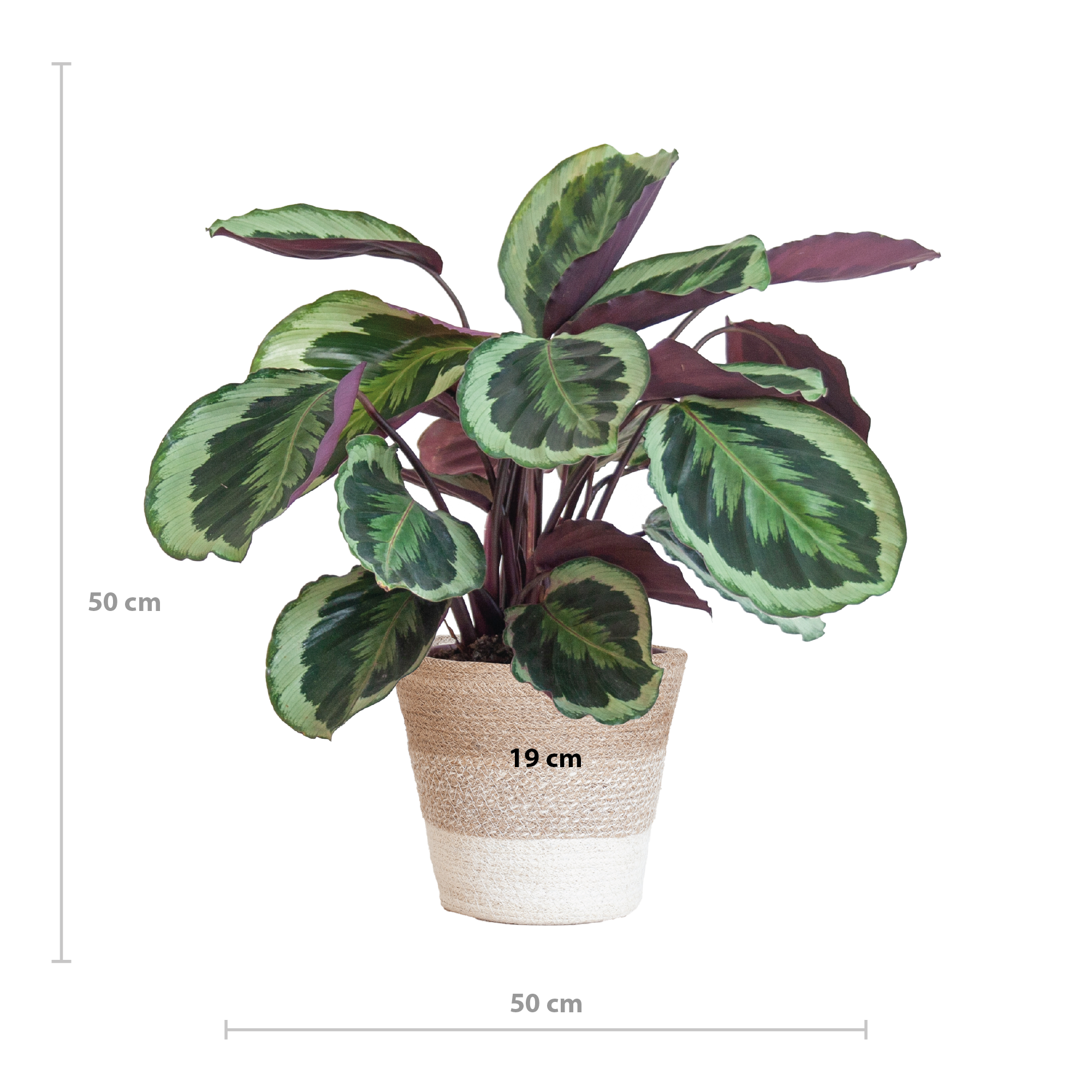 Calathea Medaillon mit weißem Lissabon-Korb - 65cm - Ø19