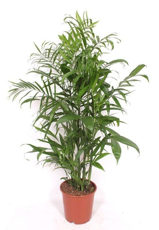 Chamaedorea Seifrizii Ø21-24cm - ↕140cm – Elegante, haustierfreundliche Zimmerpflanze