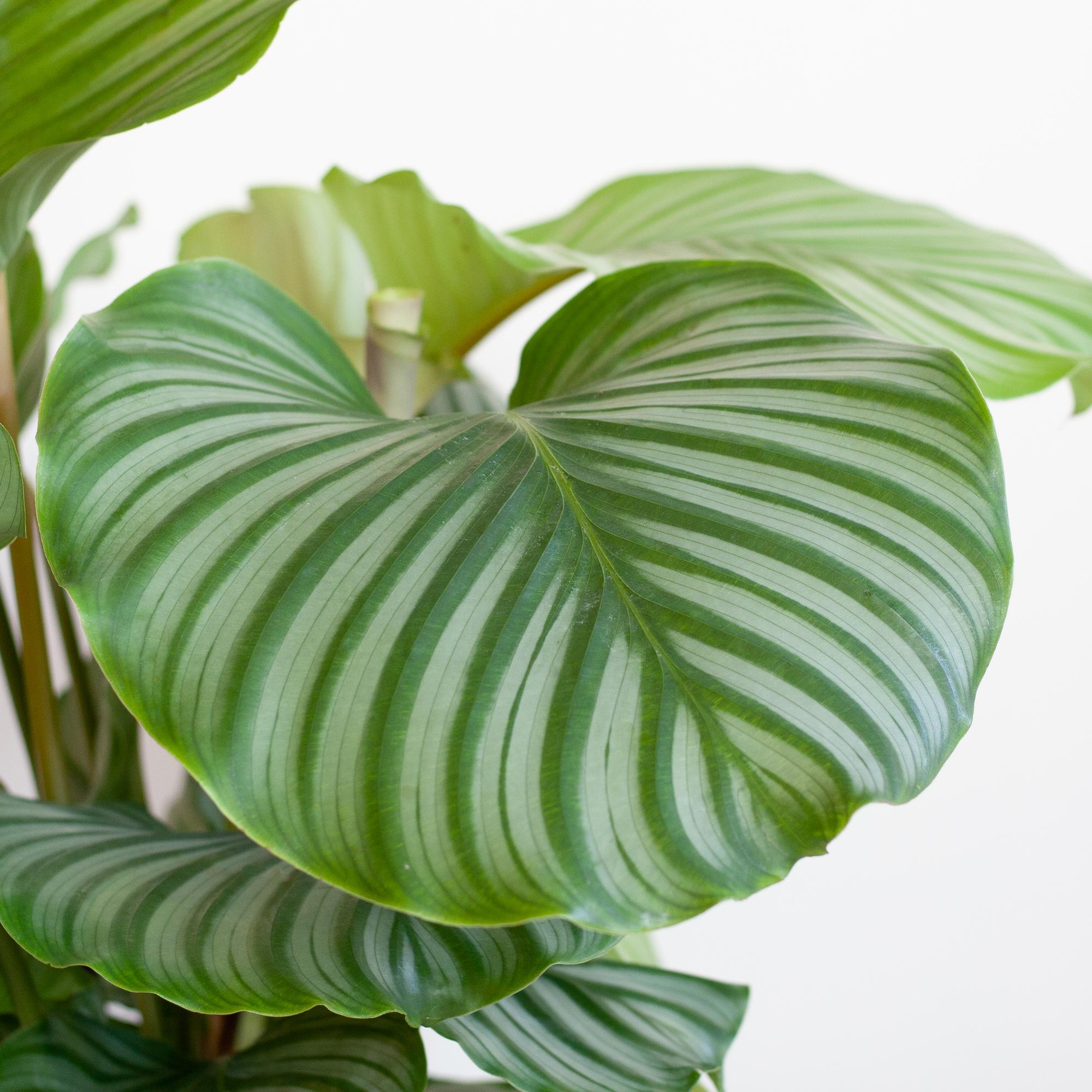 Calathea Orbifolia mit Sofia-Korb natur  - 65cm - Ø21