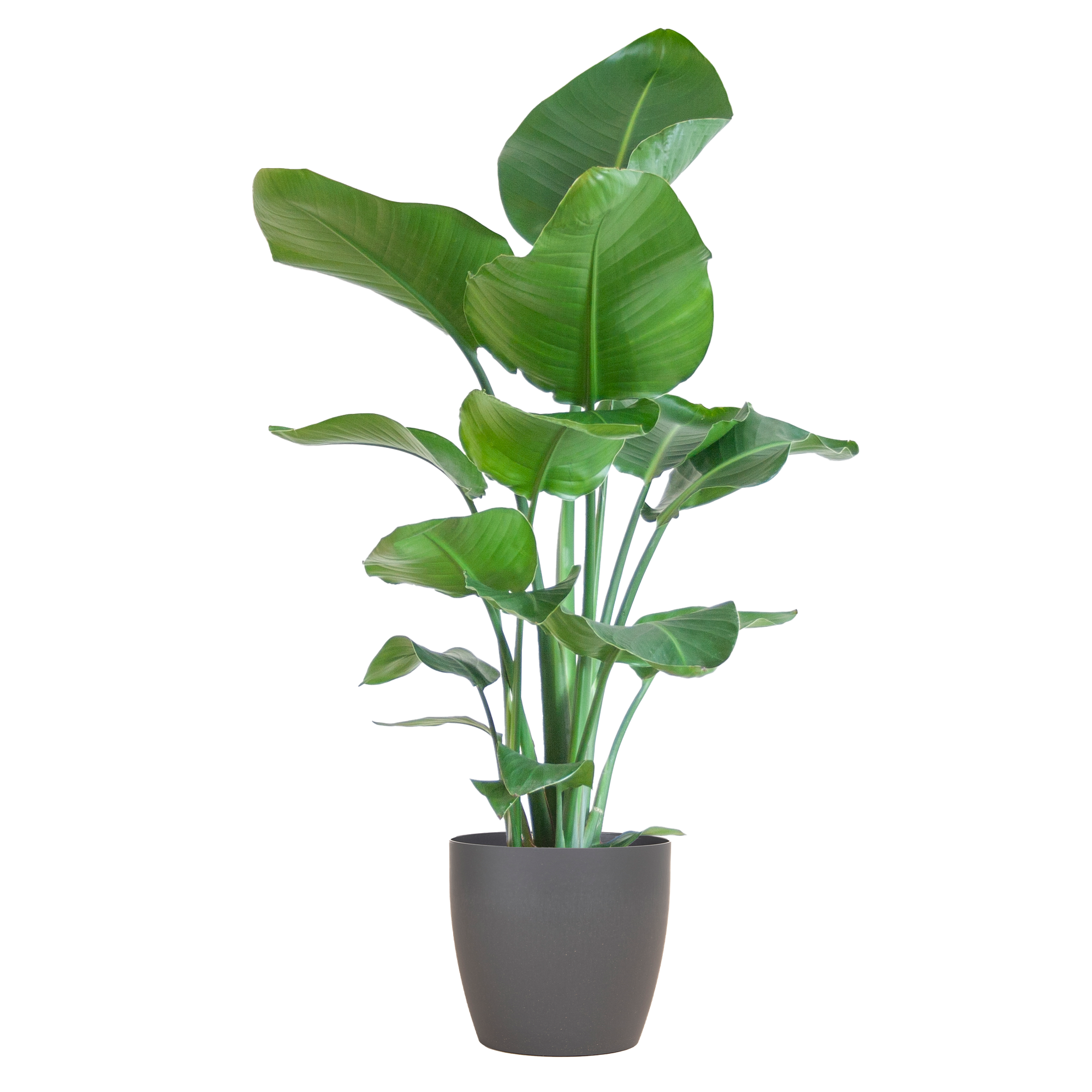 Strelitzia Nicolai mit Viber-Topf Grau – 80 cm – Ø21