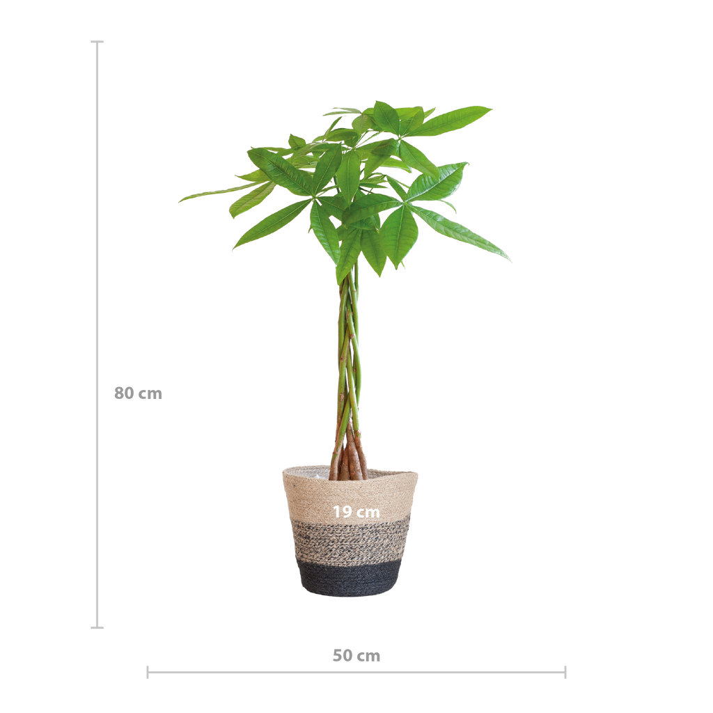 Pachira Aquatica mit Pflanzkorb Lissabon Schwarz - 80cm - Ø21
