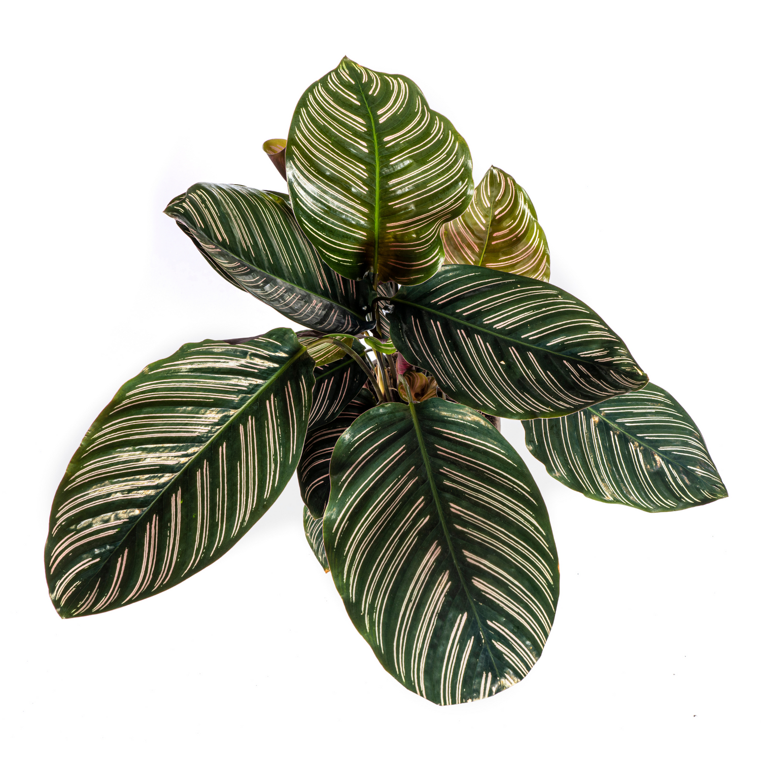 PROMO – Calathea Ornata Sanderiana – Ø17 cm – ↕40–50 cm – Pinke gestreifte Zimmerpflanze