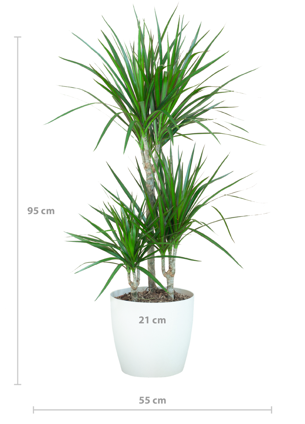 Dracaena Marginta mit Viber Weiß - 95cm - Ø21